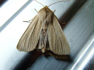 Smoky Wainscot